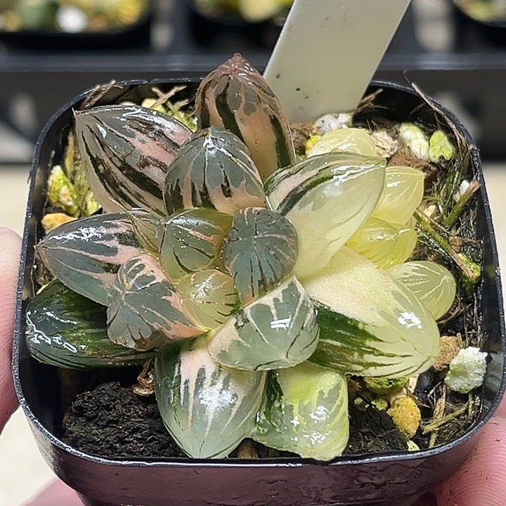 309三头大窗龙爪玉露锦