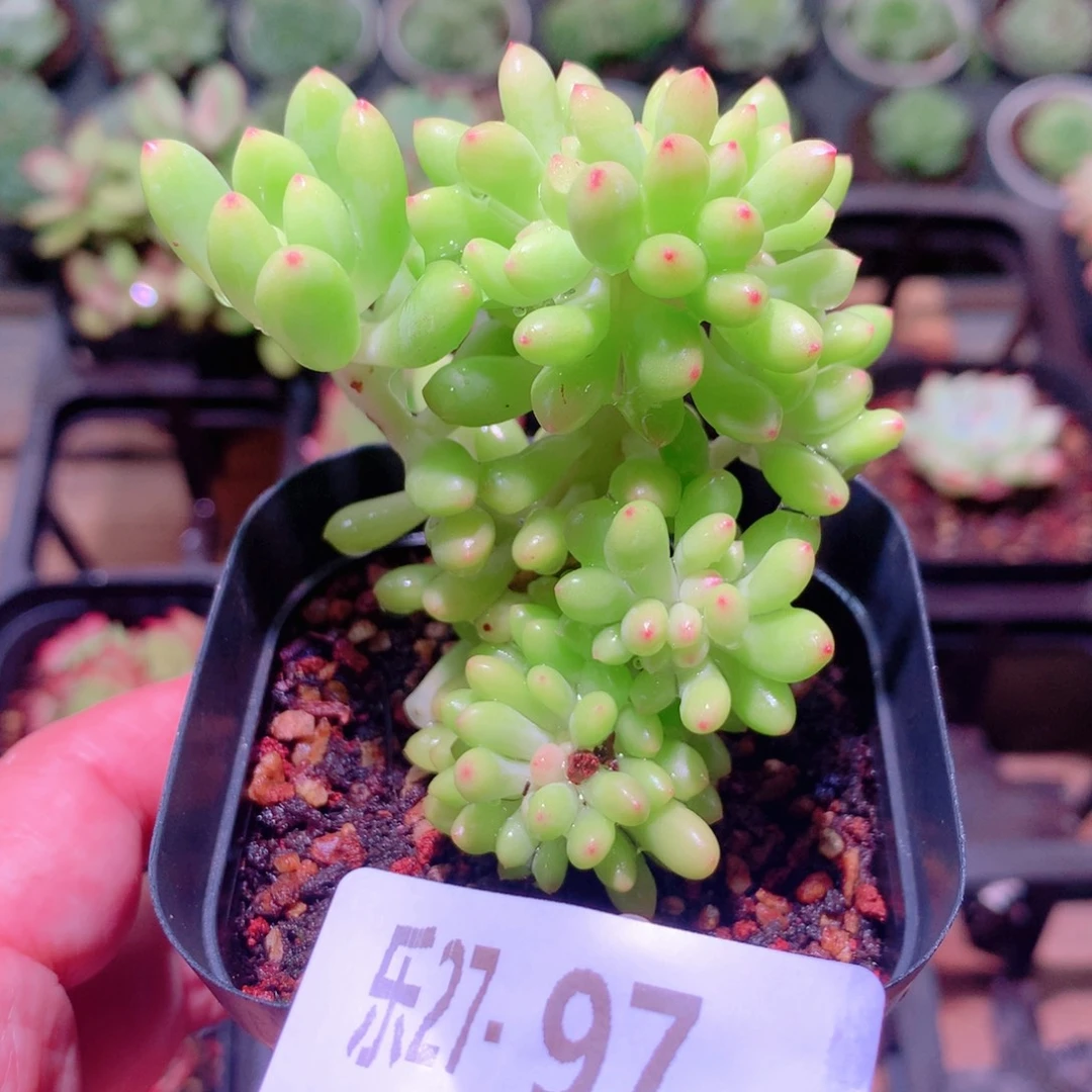 乐然27-97 青松缀化