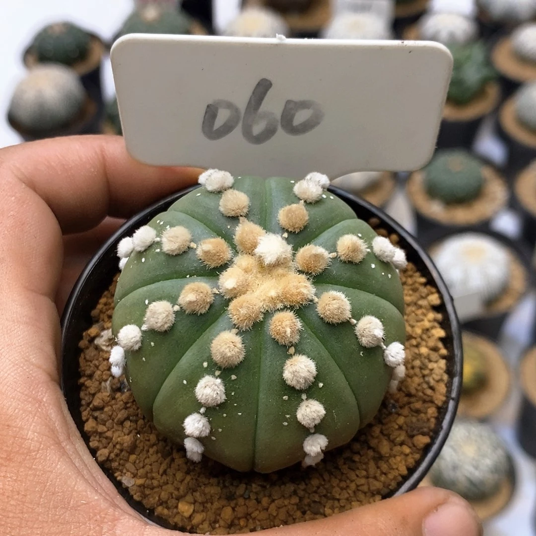 060福利特价来了福利