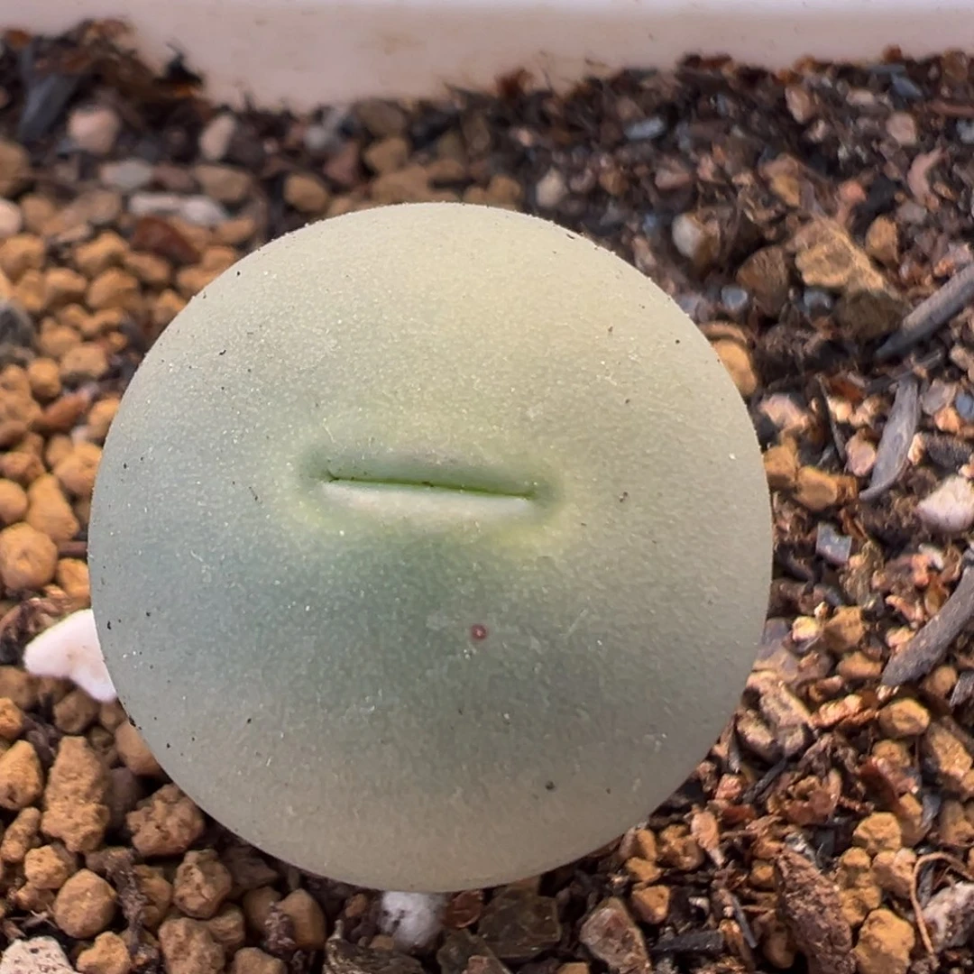 2208多肉植物鸽子蛋