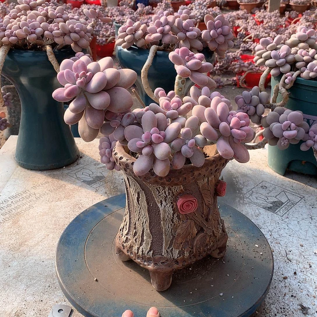 用****828一物一拍桃蛋不带盆