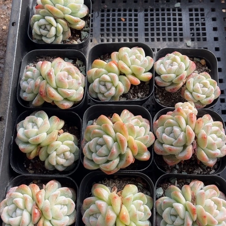 冰玉多肉七方盆一组10个7号