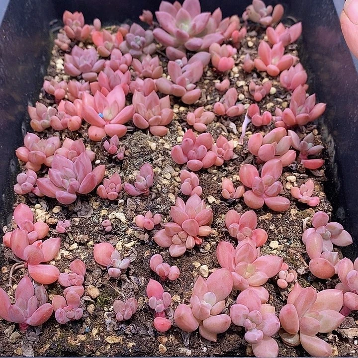 110 多肉植物盆栽花卉植物