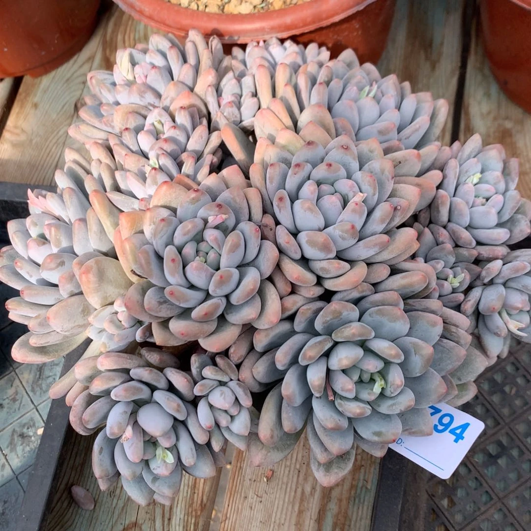 然*A794售后范围：签收起7天内，录开箱视频