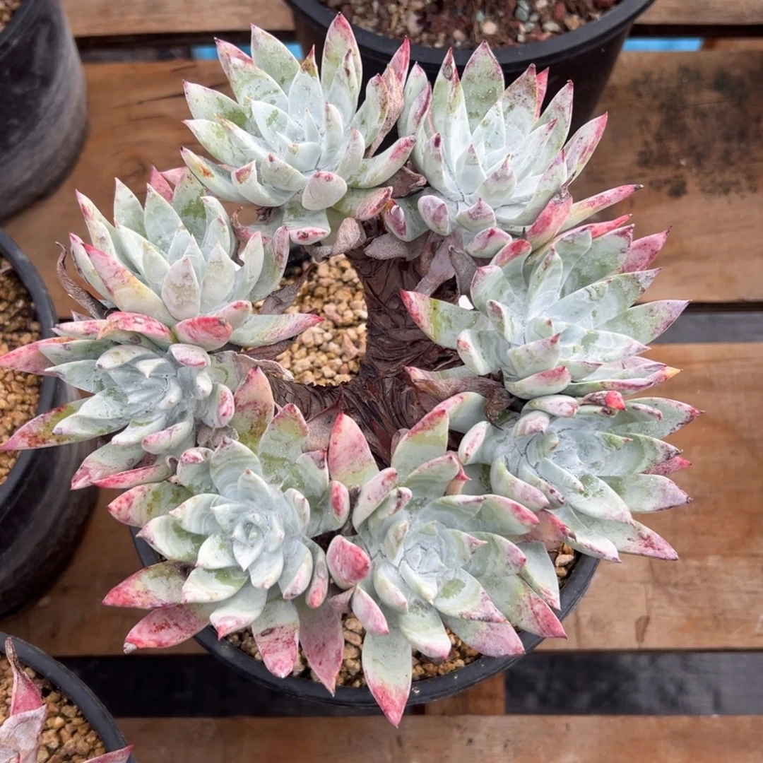 雪山苹果叶～一物一拍3017