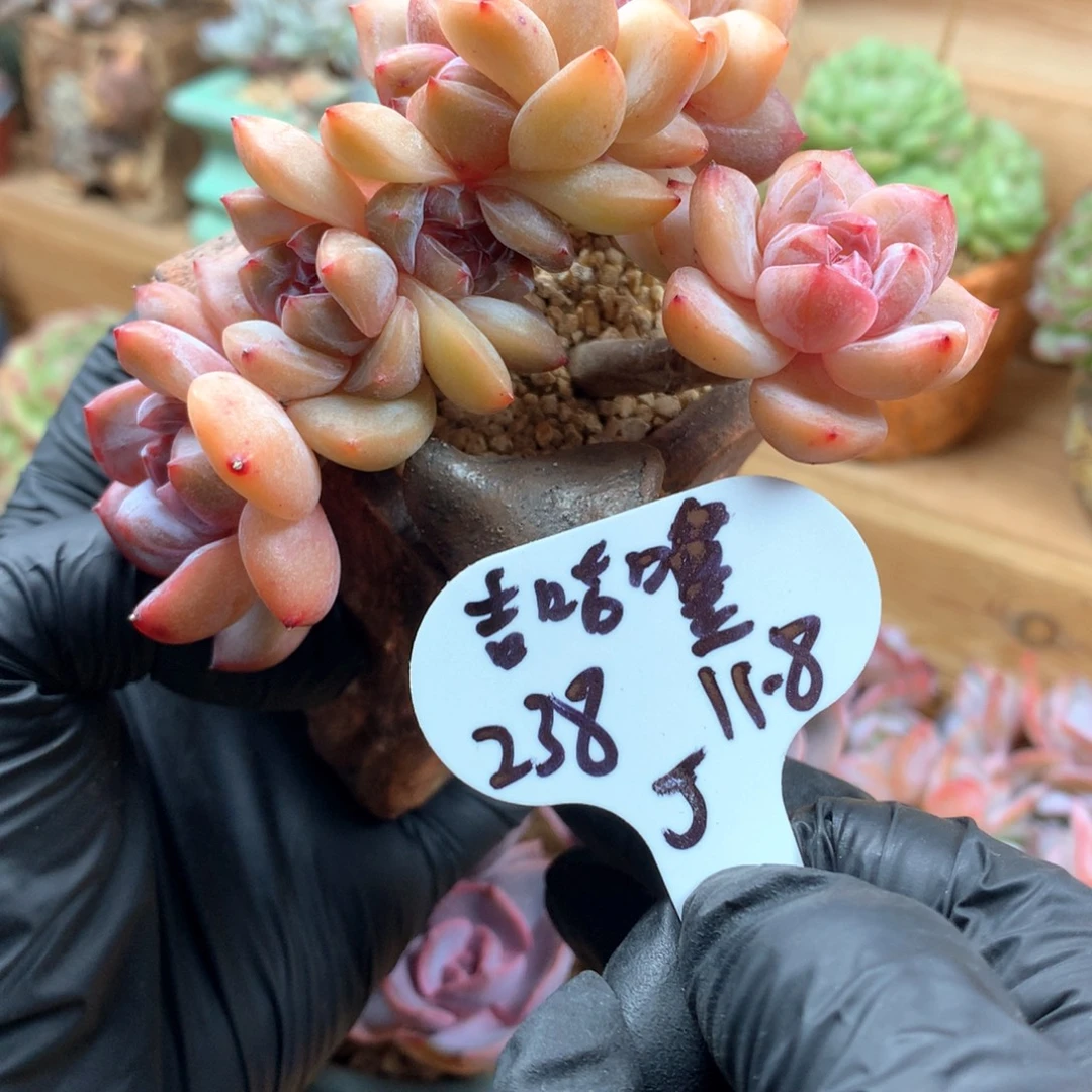 吉***㲺星影一物一拍整群