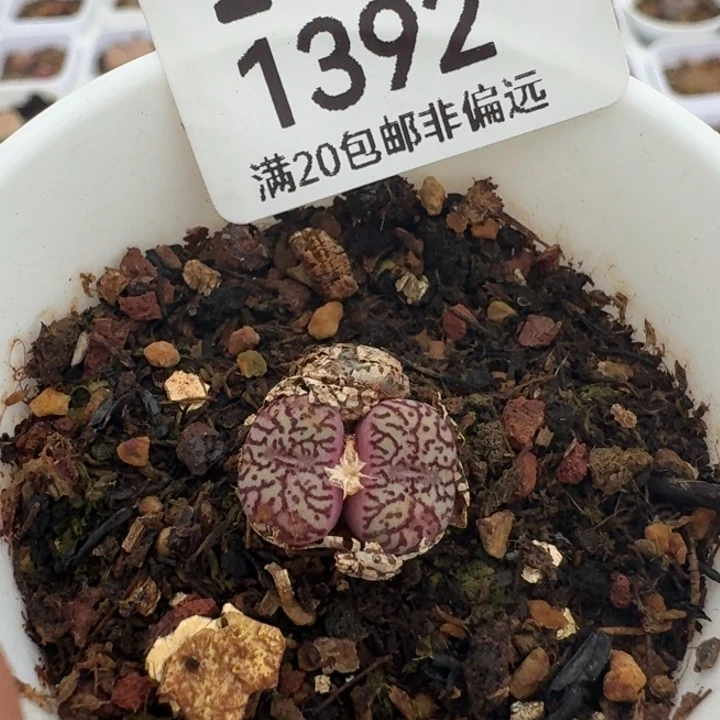 带盆土。