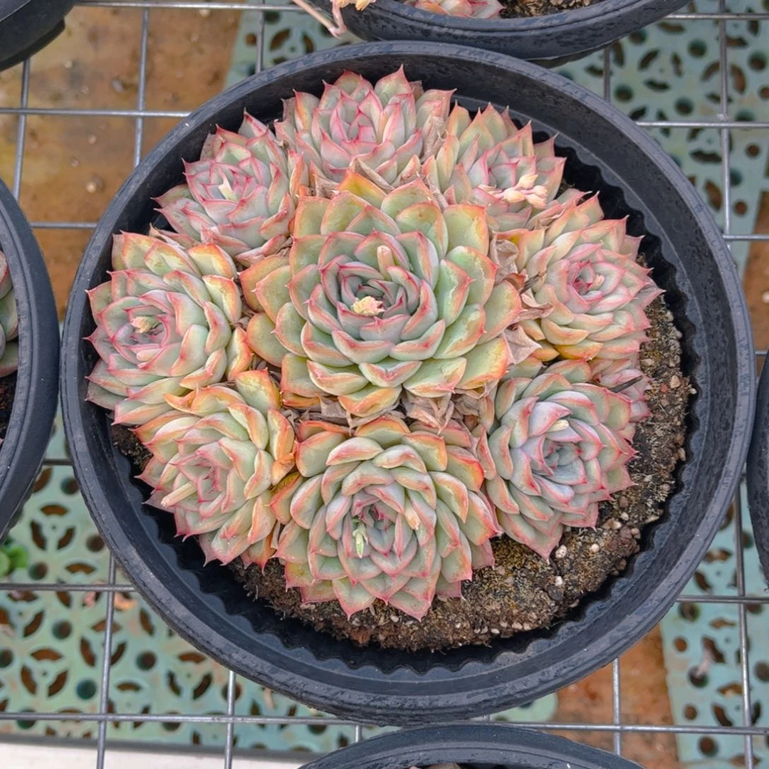 猎户座手捧一颗托土发货