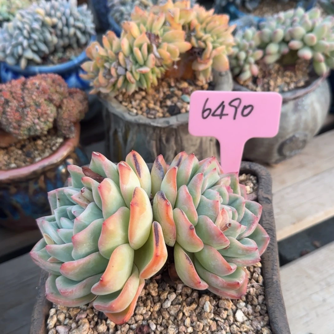 小****?泡芙老桩多肉五十包邮