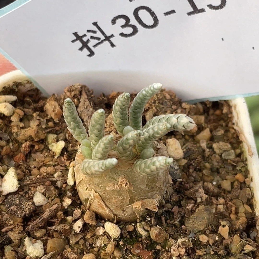 30-15韧锦多肉植物