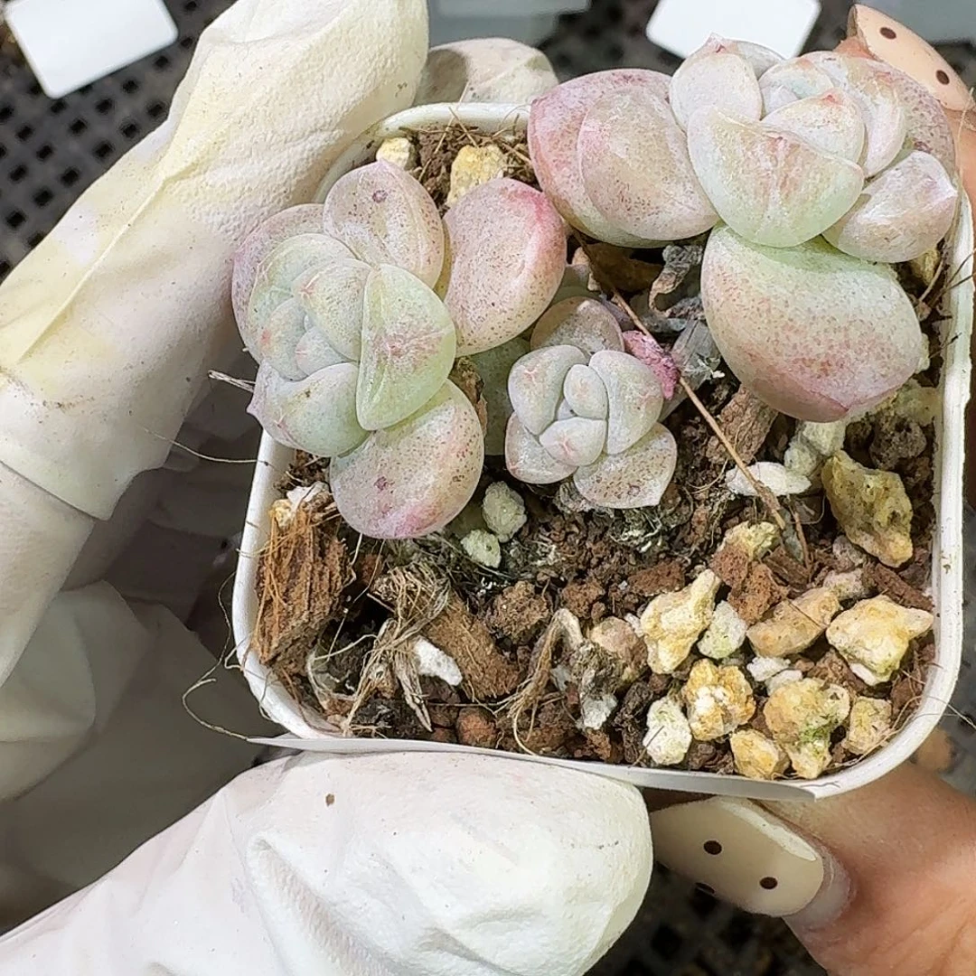 105 号到手1框～一物一拍