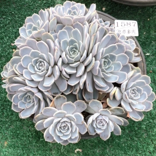 汉堡群，1587，一物一拍