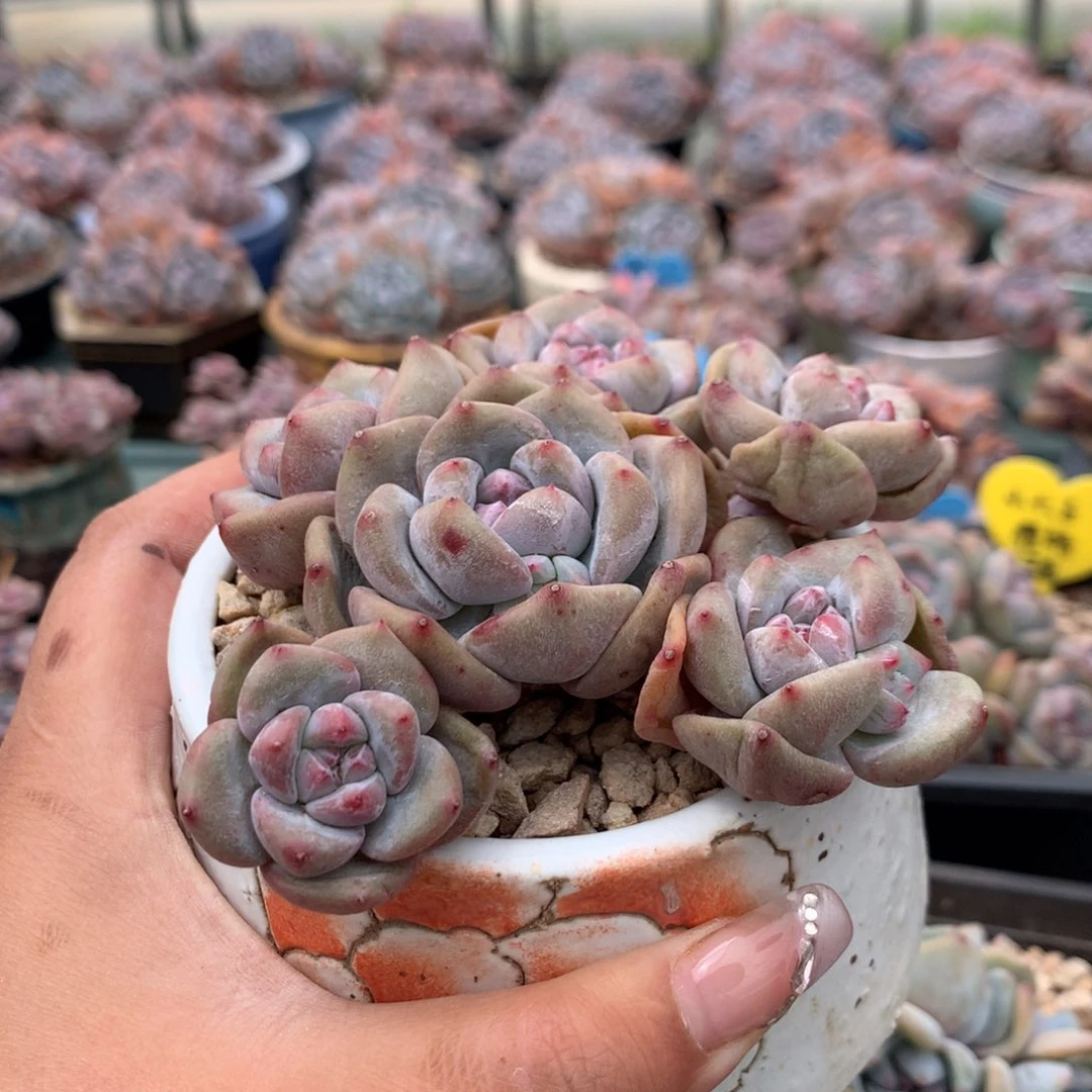 谁****～这谁的谁 哈哈哈哈哈哈