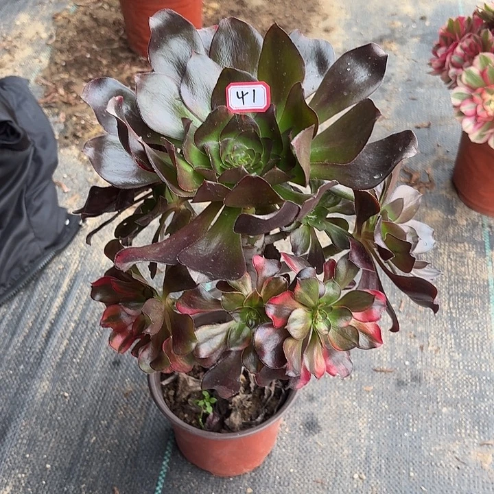 婉***法师多肉植物巫毒七彩41