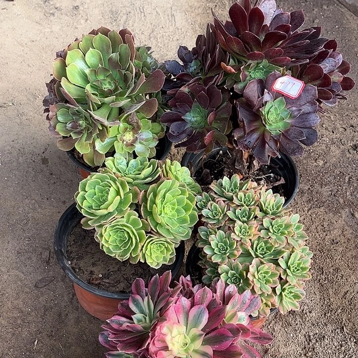 477多肉植物组合，