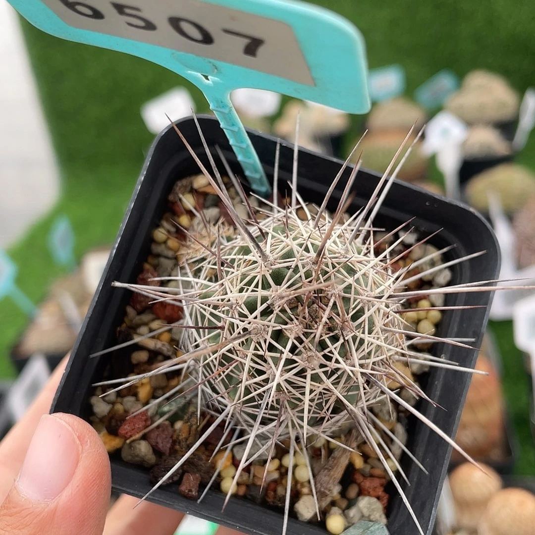 6507 虾实生裸根发货