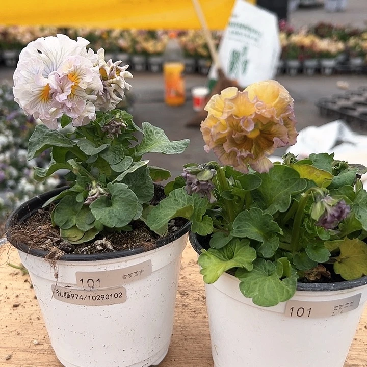 红陶抖音直播闪拍101