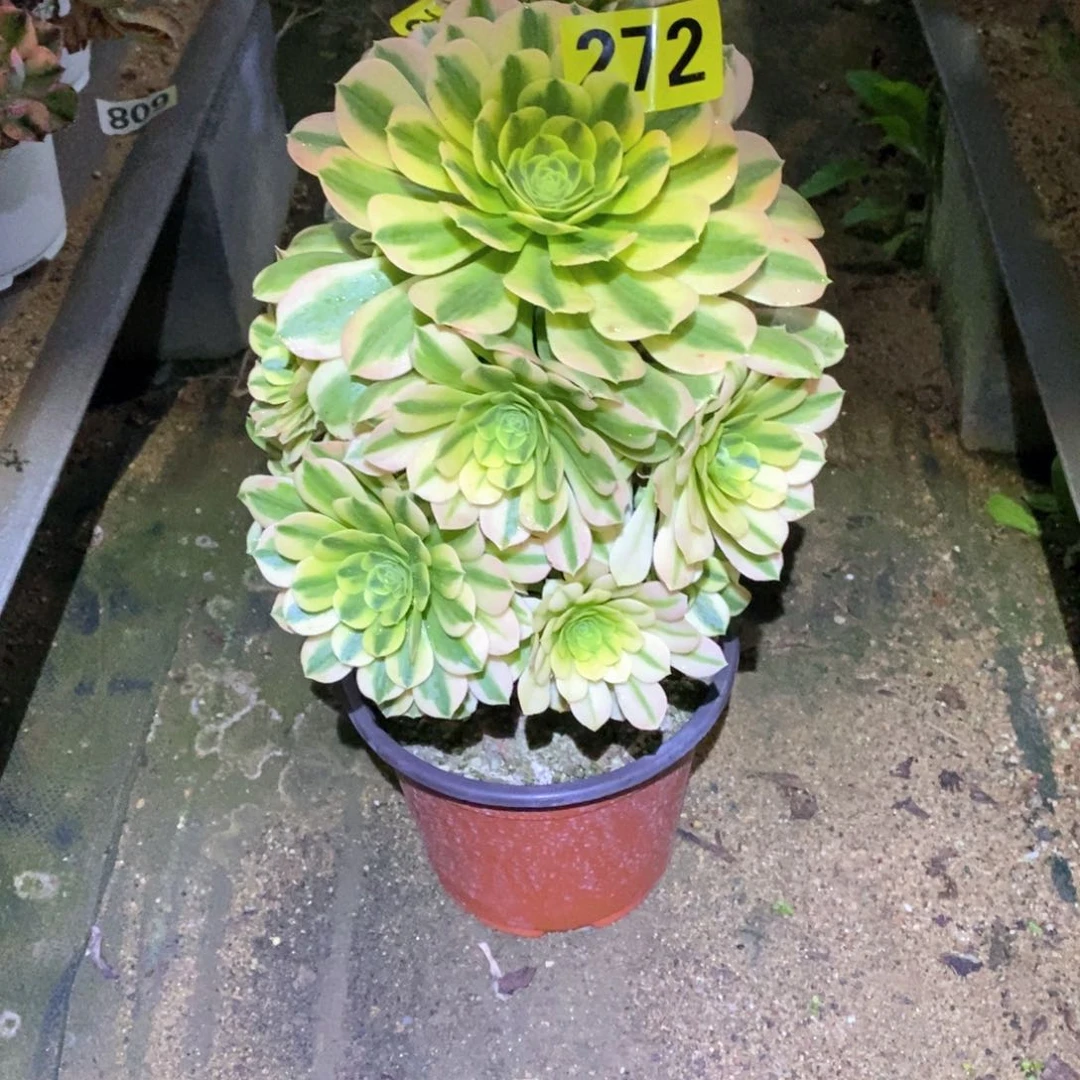 金丝翡翠272多肉