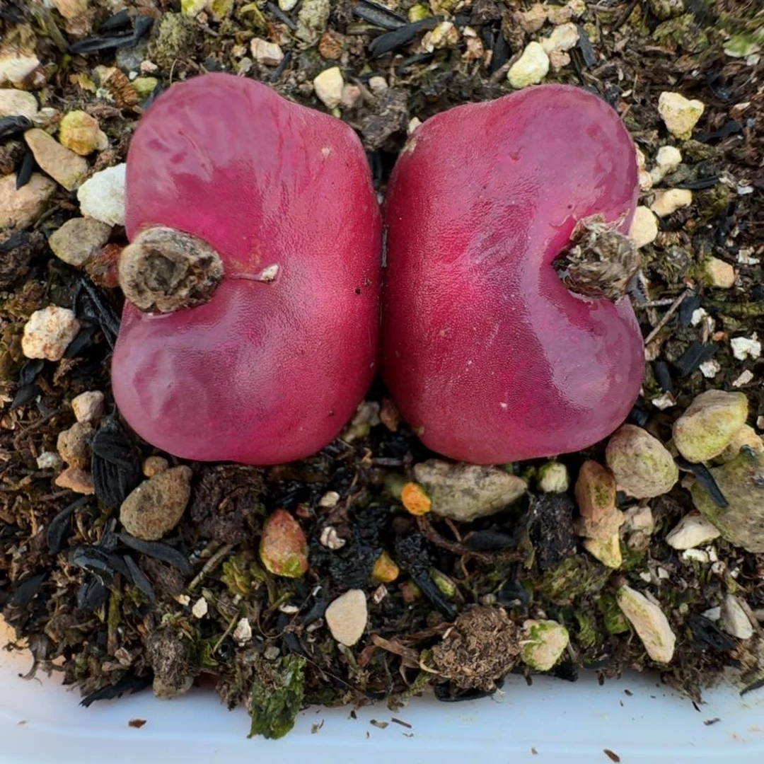 2611。双头毛毛一颗