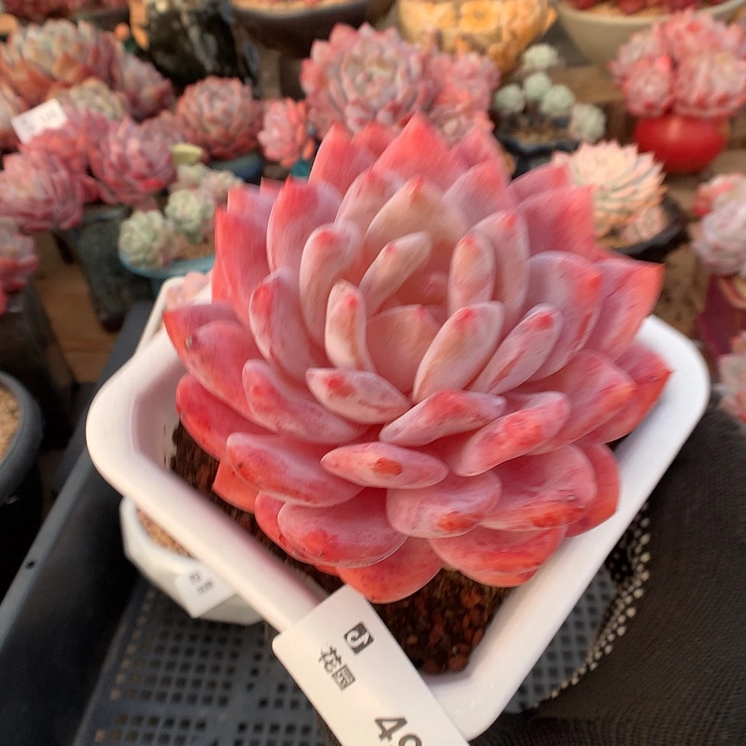 495韩橙多肉植物6666