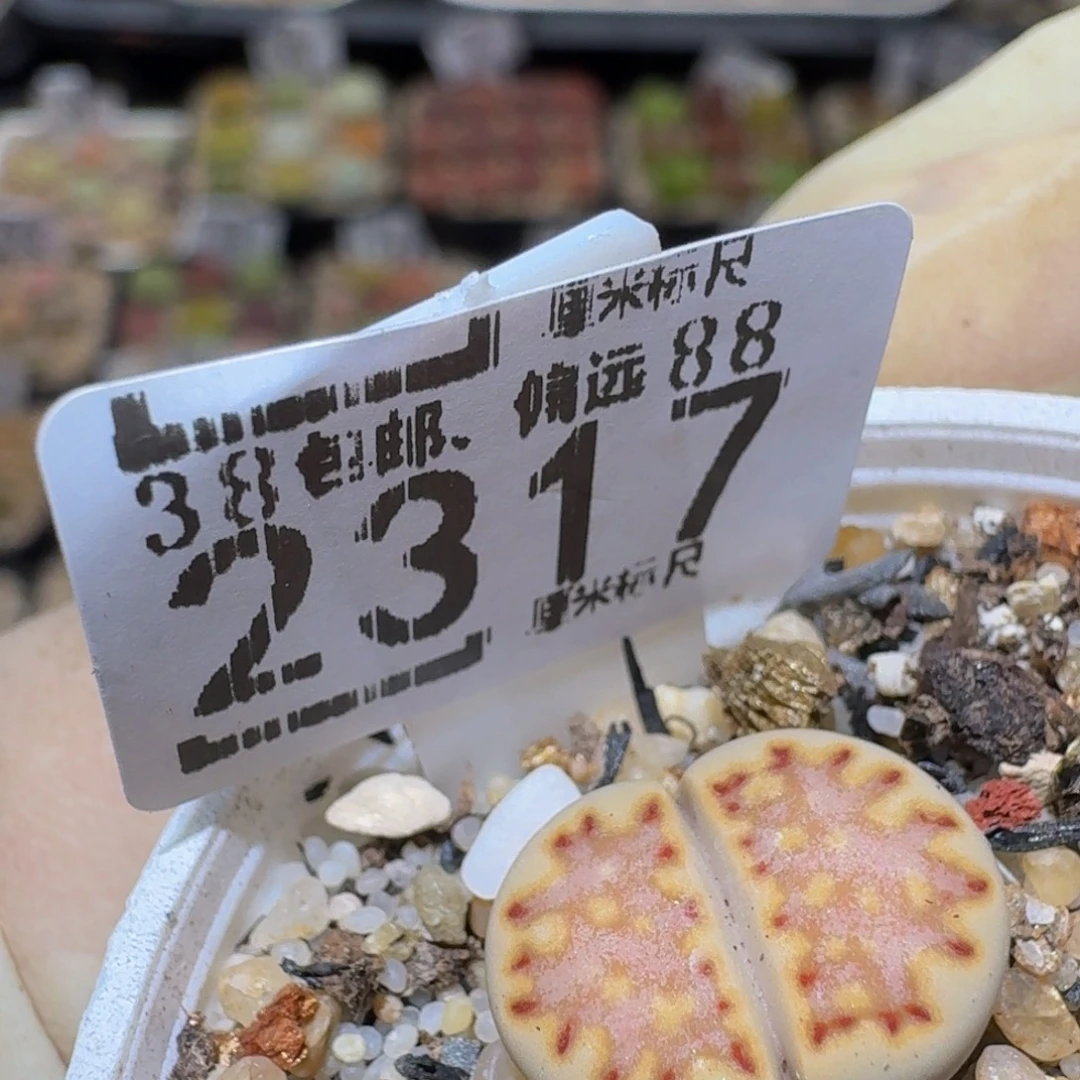 Ssss精品生石花2317