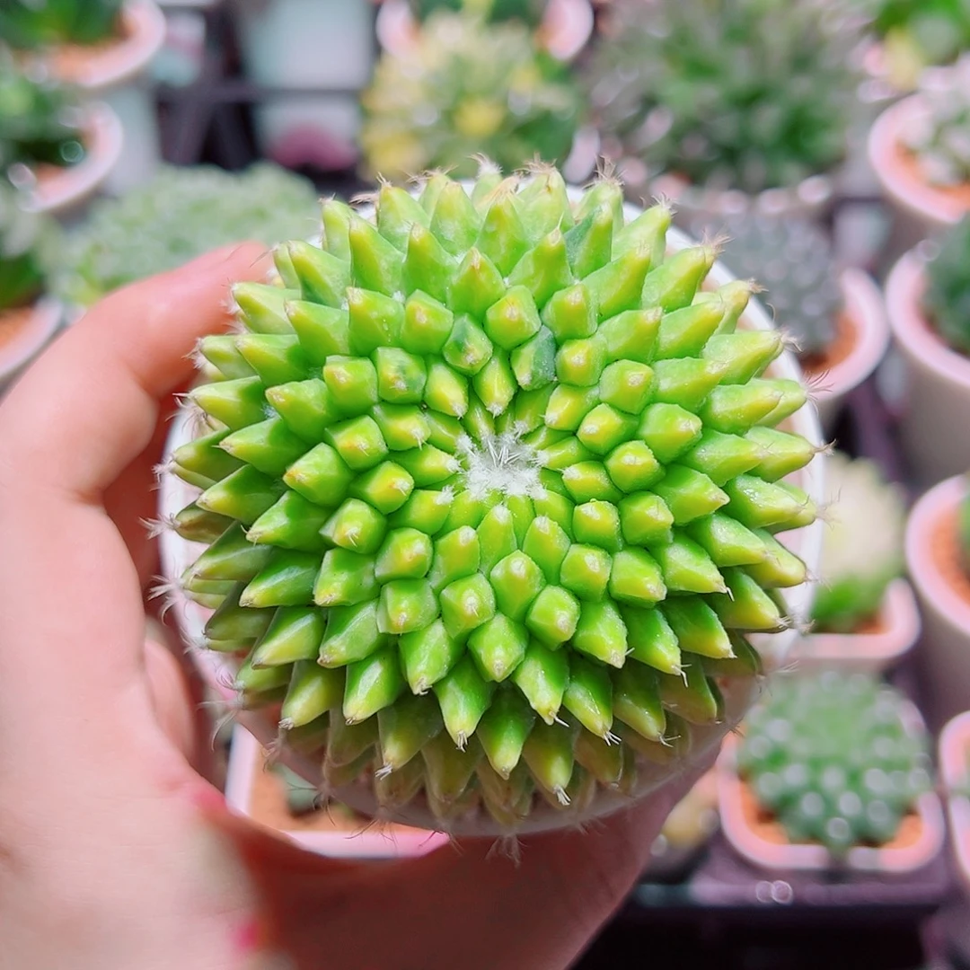 菠萝球带万象盆种好