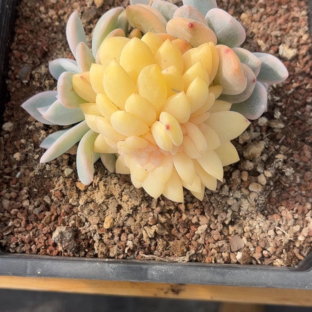 8梦露锦缀。