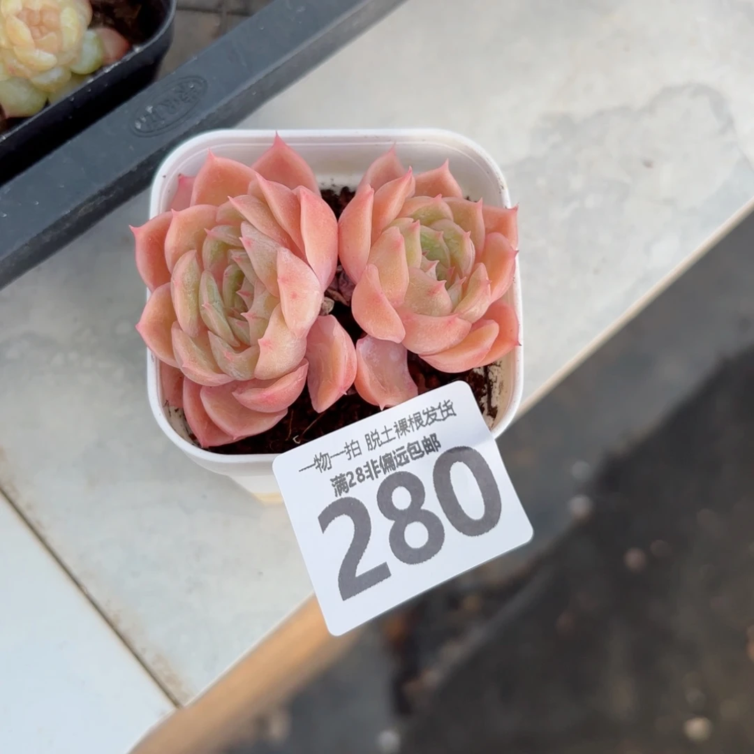 昂斯诺老桩无盆土发货