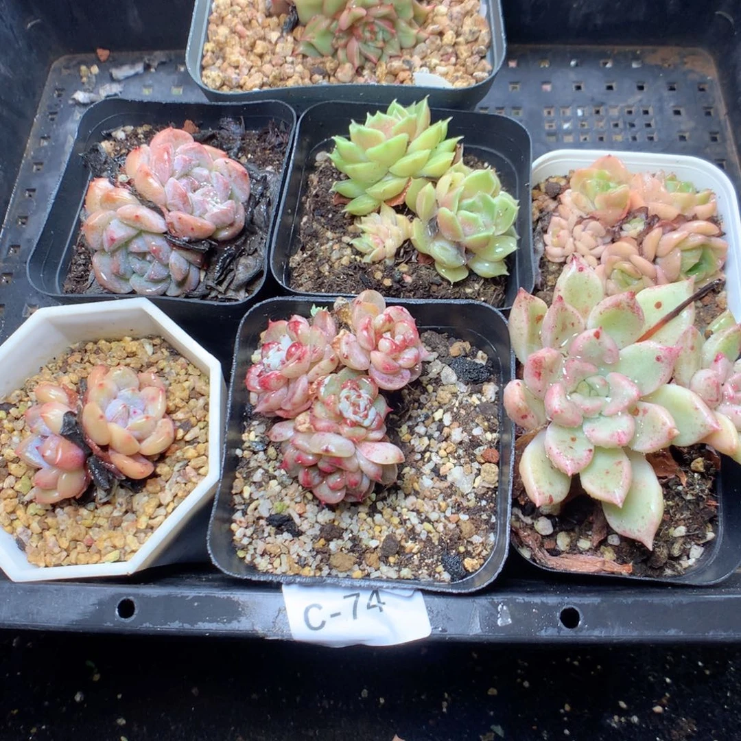 无花朵C74英语英语英语英语英语英语