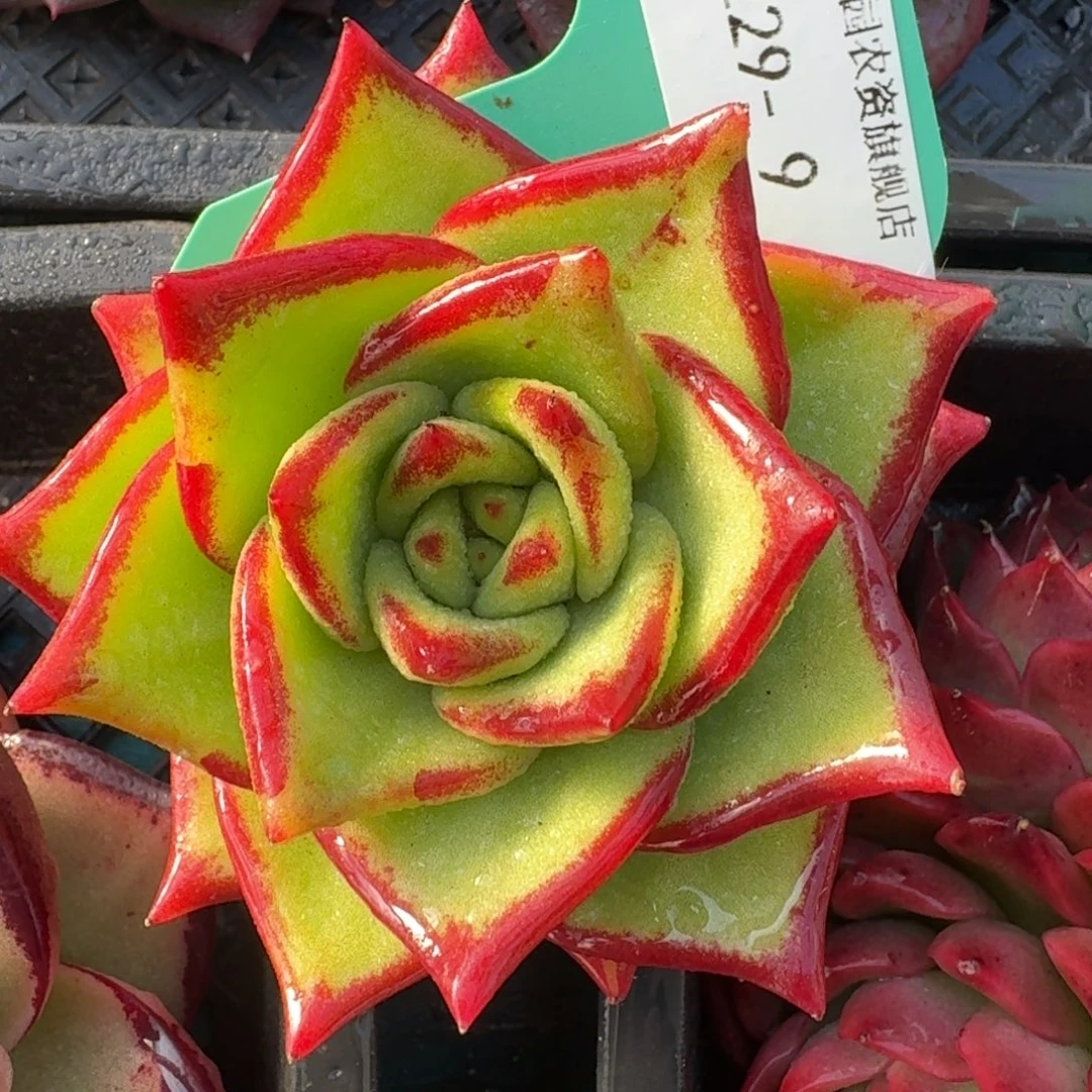 从前慢花园多肉编号1229-9