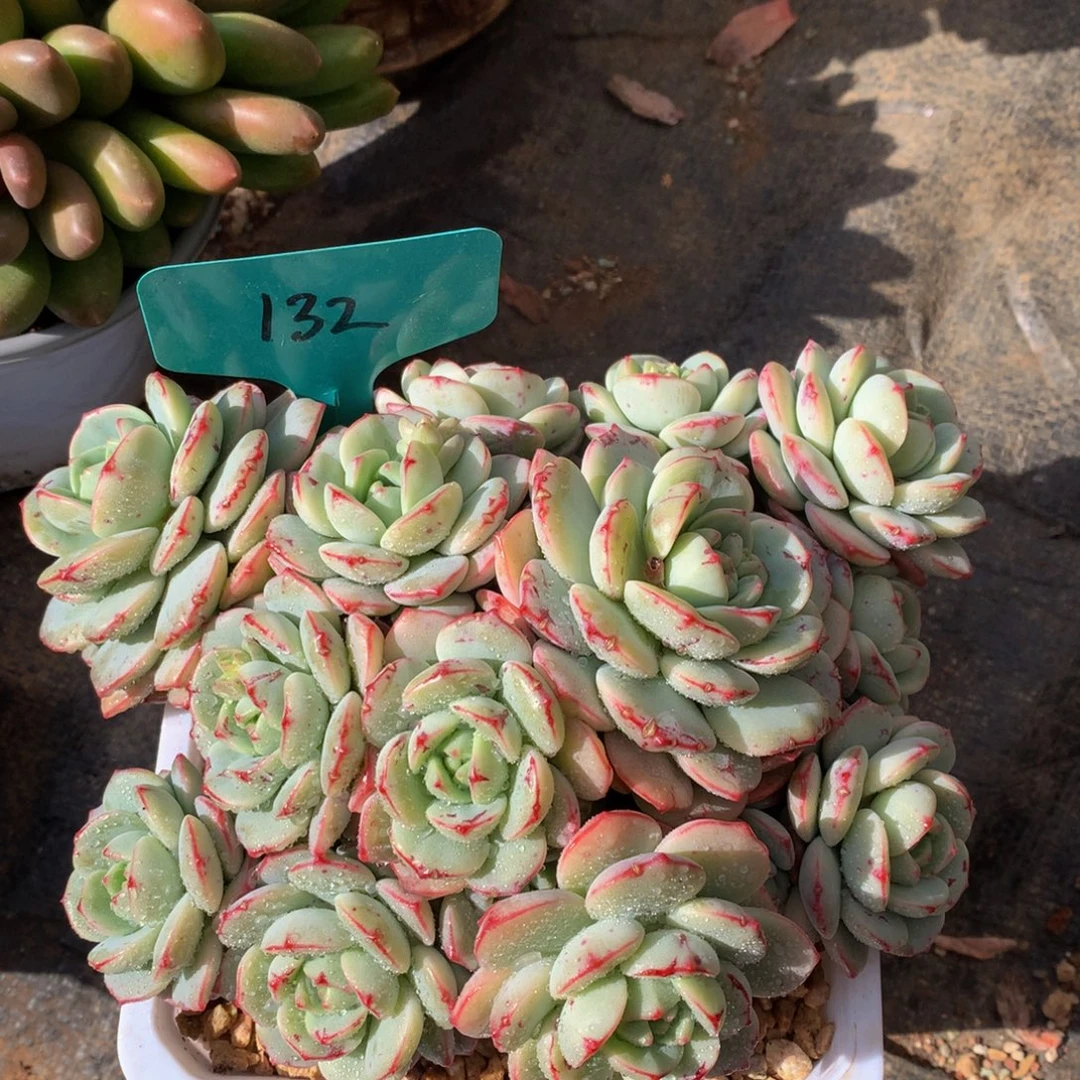 香草72727277272727227