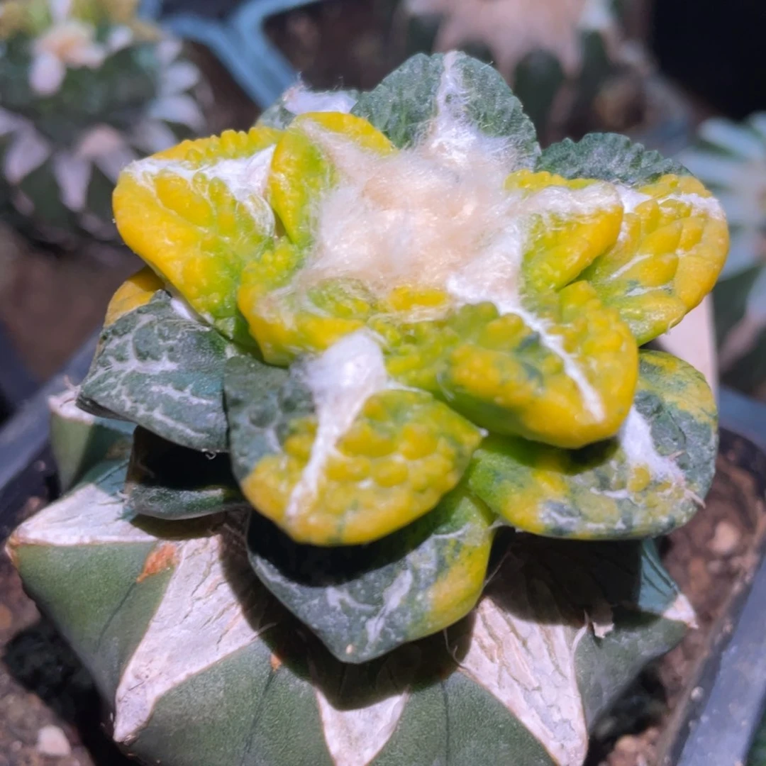 全部花朵拉丝纹锦散斑龟甲牡丹锦083