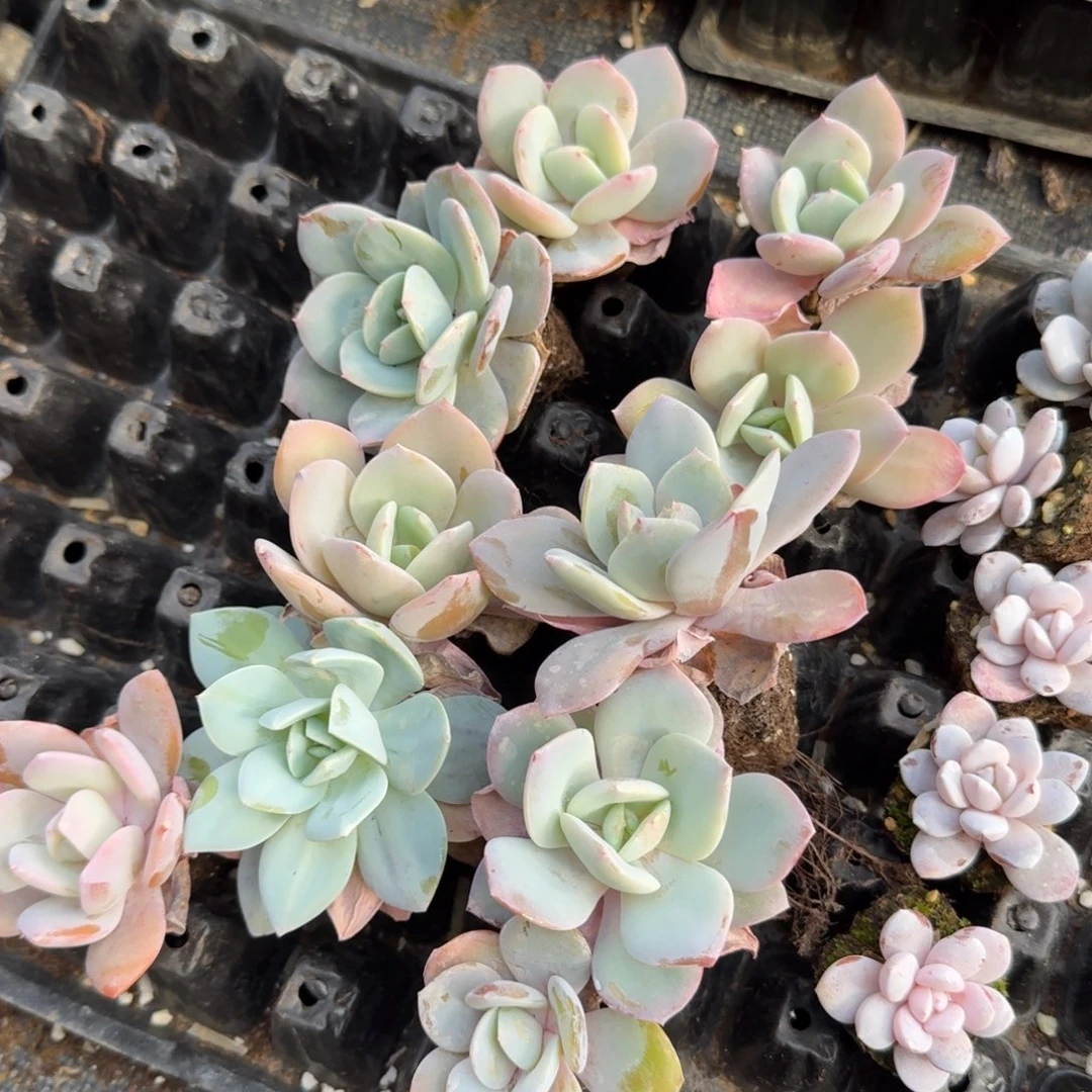 22-18假奶茶十棵加雪莲小苗十棵量拍