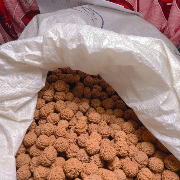 金刚菩提手串梁天花板散籽主力23