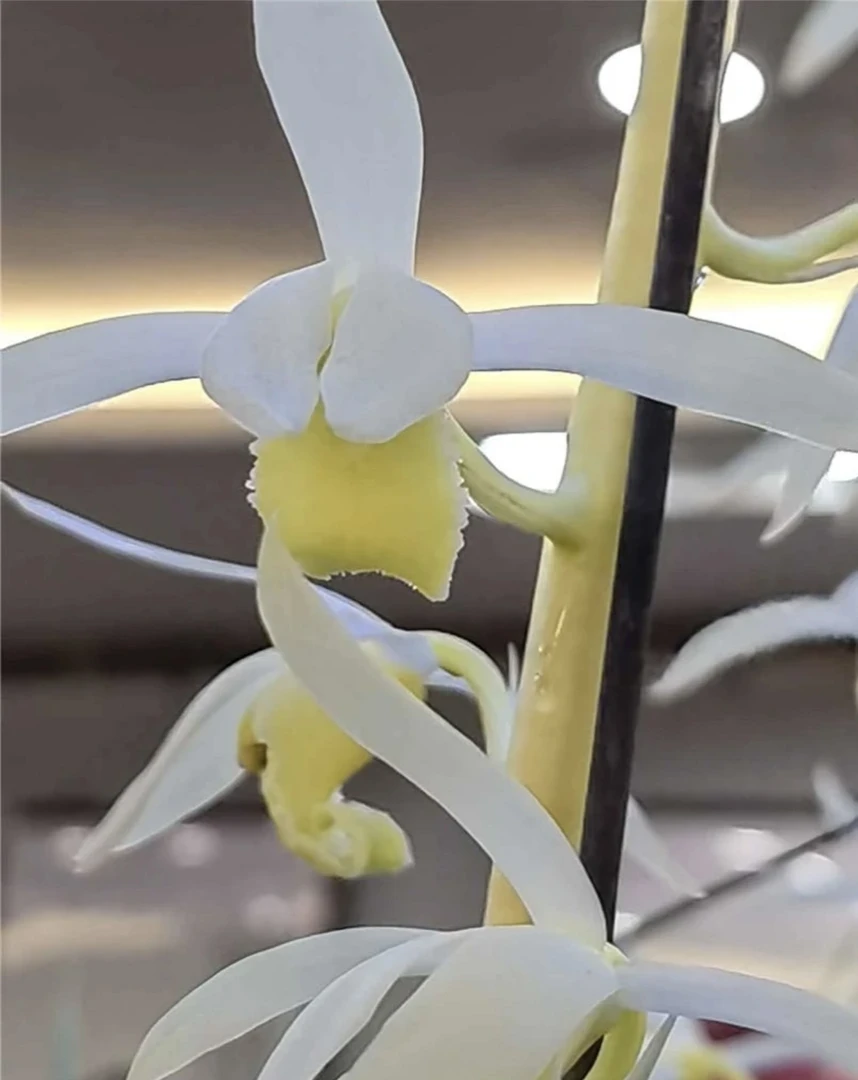 诗情兰花基地批发（直播间专拍借用链接）签收后不退换