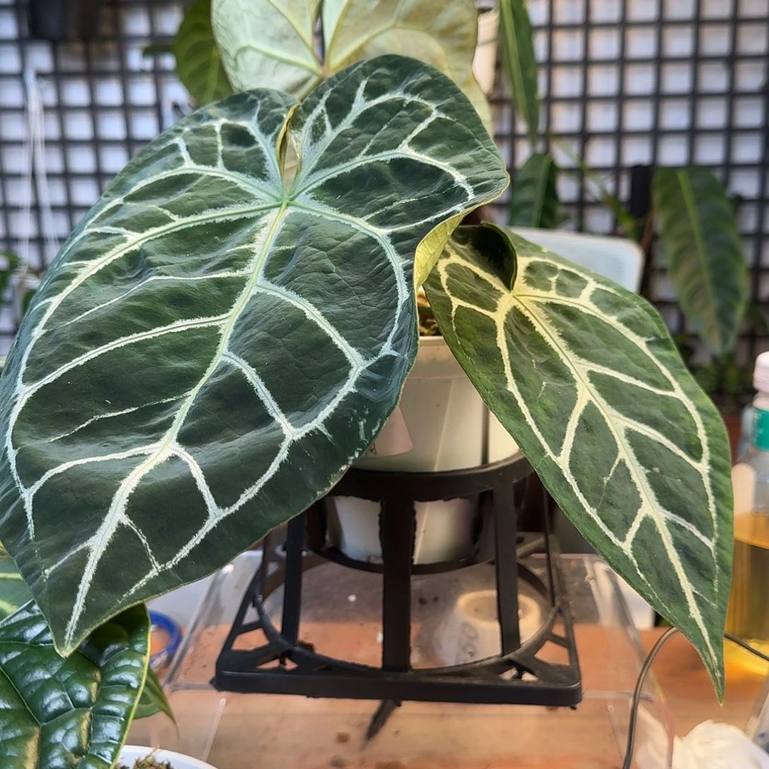 无花朵鹰****常一物一拍F46叶损