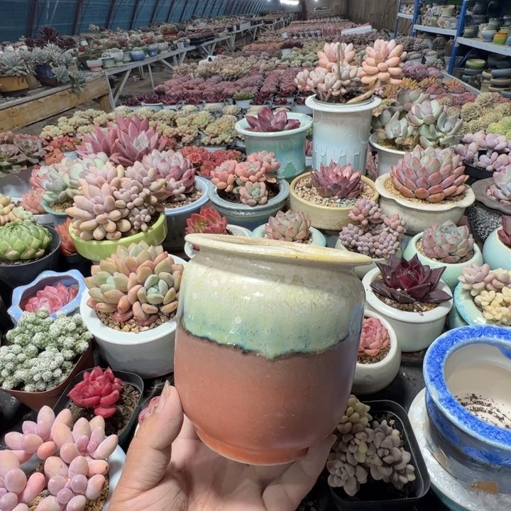 特价花盆 满50发货 内口9