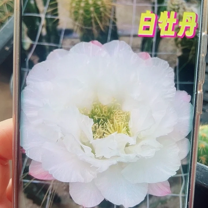 毛花柱白牡丹侧芽拍一发二