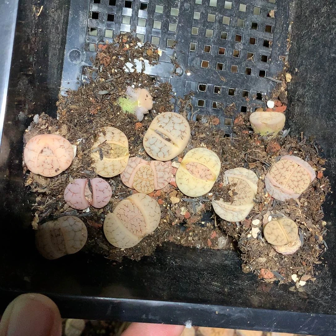 三***象A48多肉植物保护