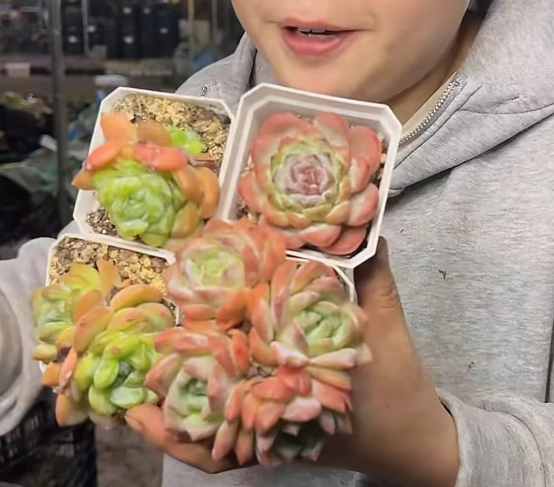 单头起秘境冰魄带盆土4颗