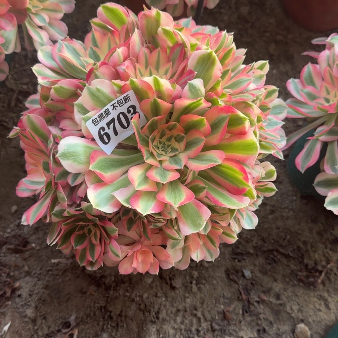 法师香妃6703 18-37