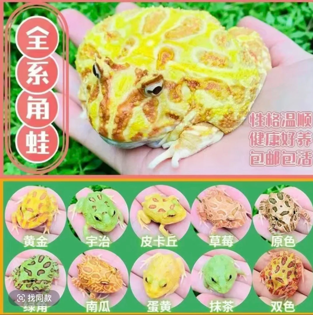 角蛙宠物蛙网红蛙