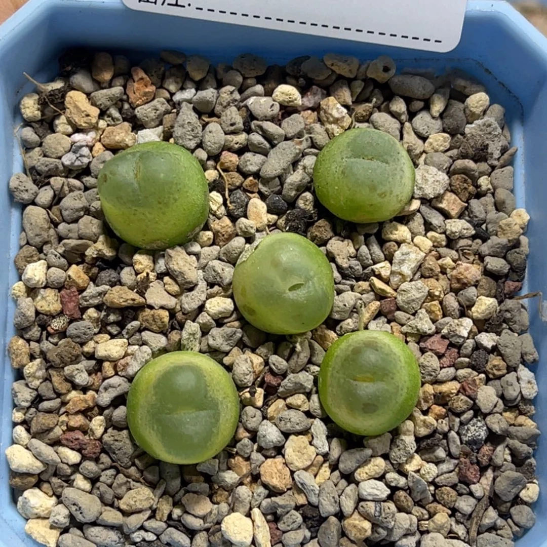 7279拉登5颗尺寸1.2