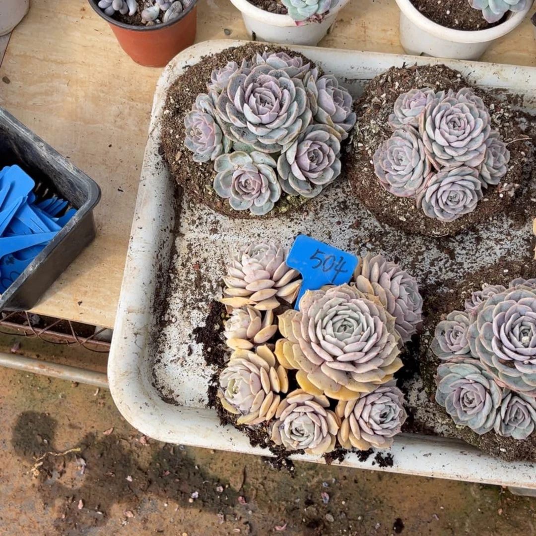 佩*594粉蝶多肉植物