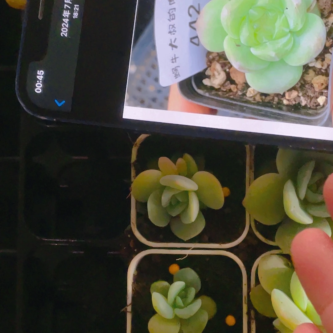 财富442 中盆一个满25包邮