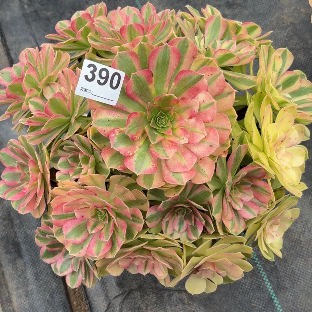 390雨河多肉植物福利