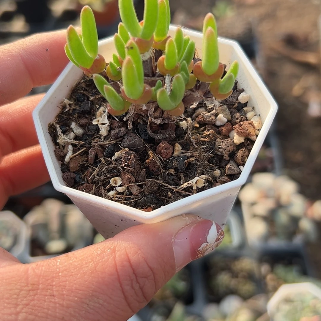 多肉植物短兔儿枝干