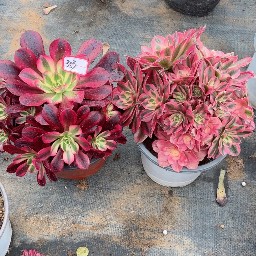 自**然多肉植物353号多肉两颗