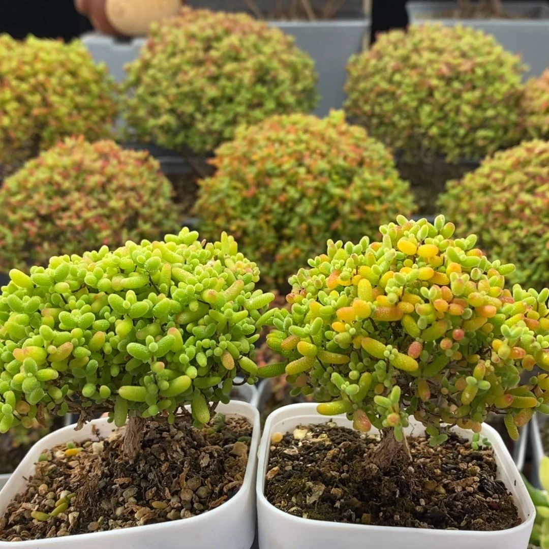 乐***飞蜜橘糖球1213枝干番杏