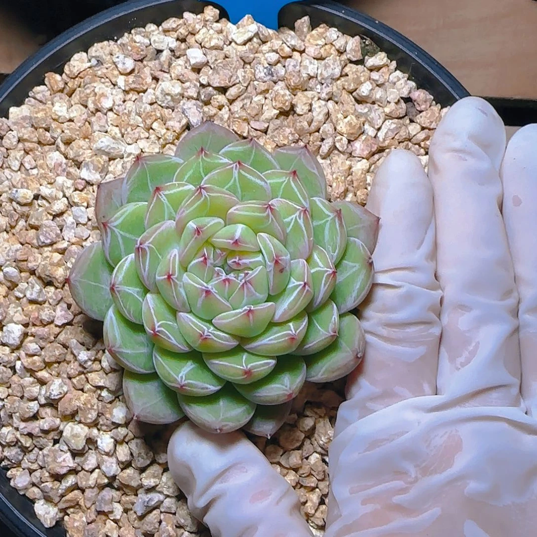 西***奶雪花珍妮893号一物一拍